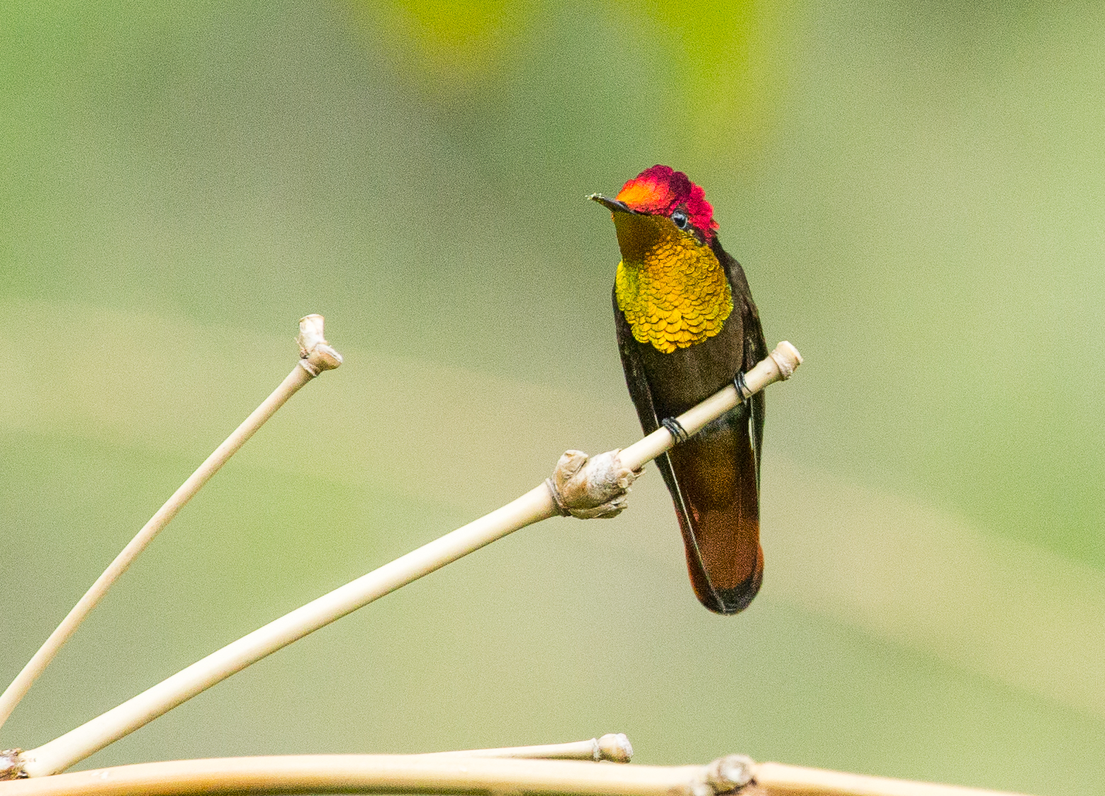 Ruby Topaz